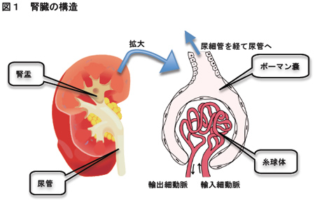 腎臓の構造