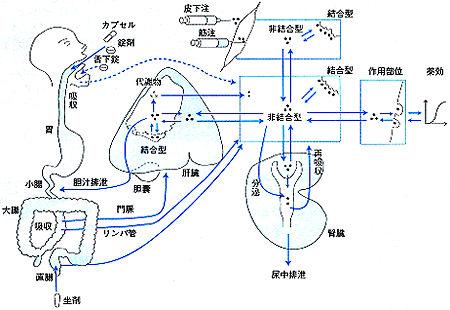 薬物動態