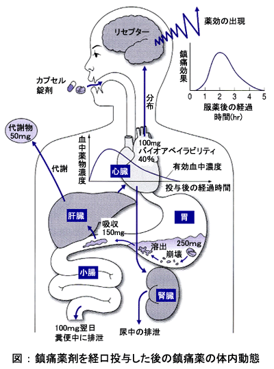 鎮痛薬剤を経口投与した後の鎮痛薬の体内動態